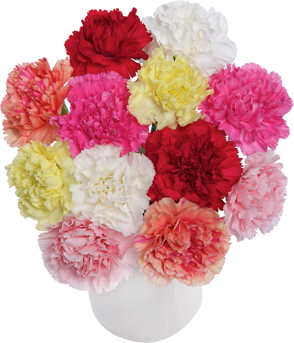 12 Classic Carnations