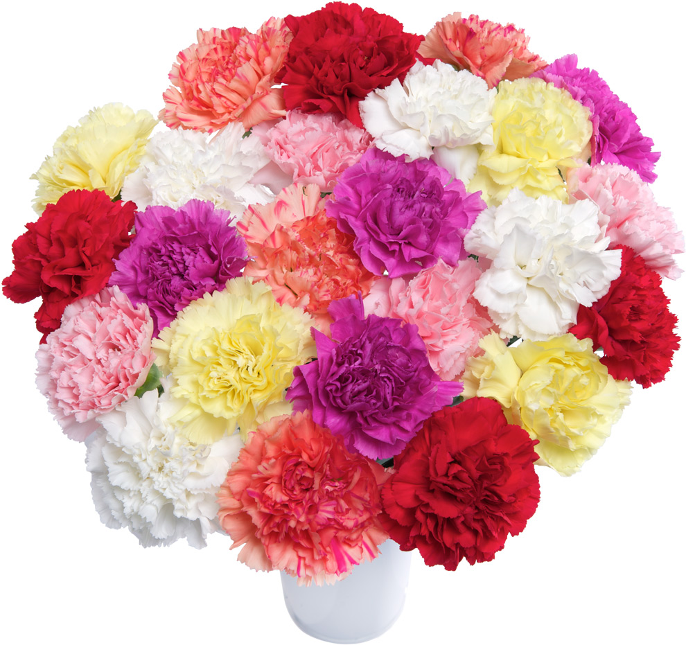 24 Classic Carnations